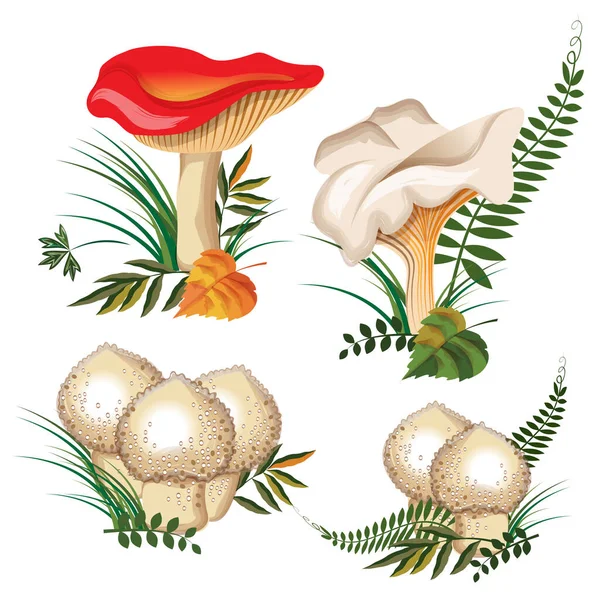 Erdei Gombák Háromféle Gomba Russula Lactarius Gomba Esőkabát — Stock Vector