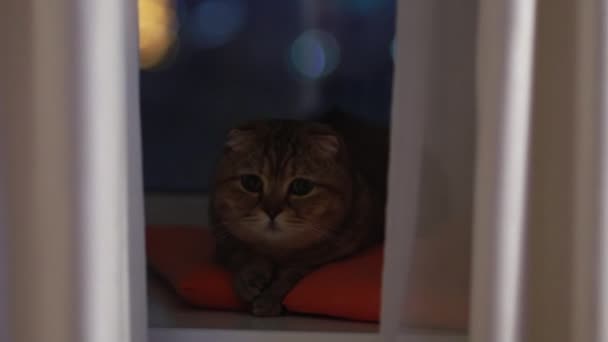 Kedi Pencere Pervazında Uzanıyor Gri Kedi Penceredeki Kedi Ngilizler Evcil — Stok video