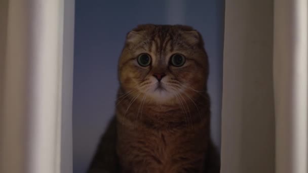 Katt Favorithusdjur Närbild Katten Sitter Fönsterbrädan Lycklig Familj Katten Tittar — Stockvideo