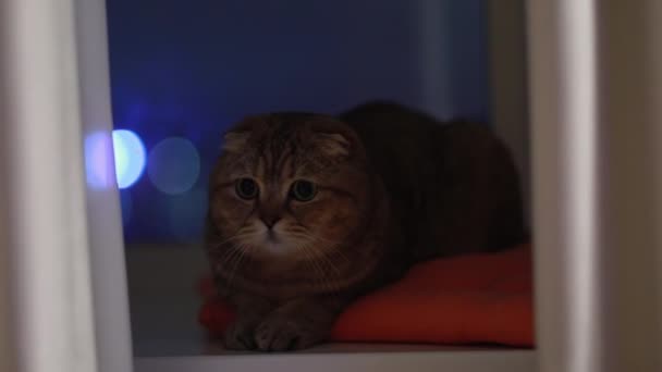 Bonito Bonito Gato Lambendo Sua Pata Adorável Britânico Shorthair Gato — Vídeo de Stock