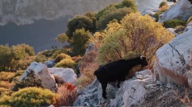 Keçi taze çimenleri otlatıyor. Yavaş çekim videosu.