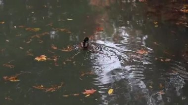 Vahşi ördek çifti, suda birlikte yüzüyorlar..