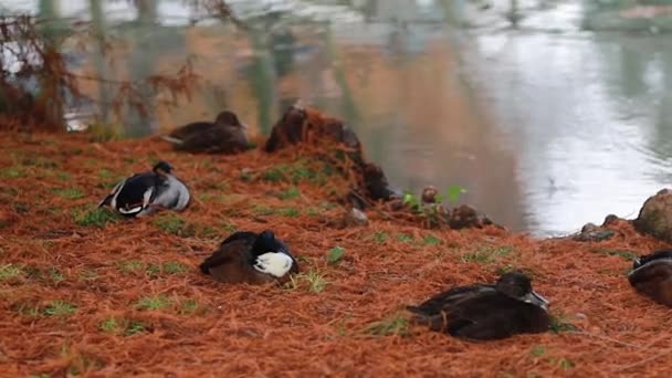 Movimento Pato Nadando Lago Parque Central Milão Itália Patos Selvagens — Vídeo de Stock