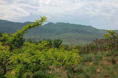 Dağdaki yeşil çayır. Doğanın bileşimi