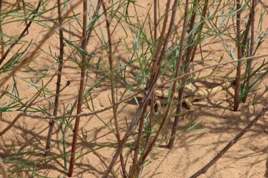 Çalılıklarda büyük yeşil bir kertenkele portresi, çayırdaki yemyeşil çimlerin arasında arıyor ve avlanıyor, yakından..