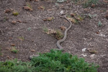 Yılan sürüngen vahşi, zehirli tehlikeli hayvan, vahşi yaşam.