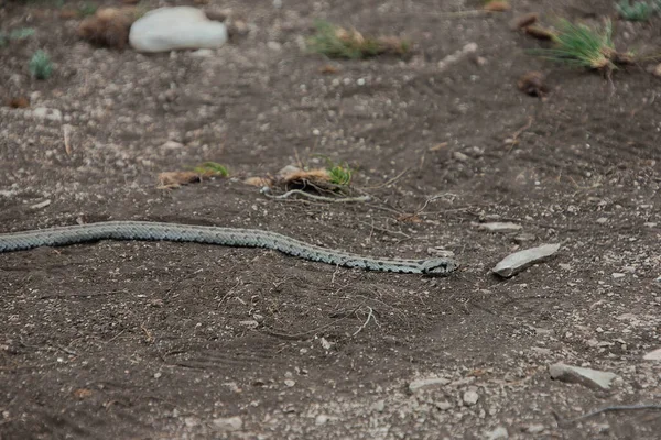 Reptile Serpent Dans Nature Animal Dangereux Toxique Faune — Photo