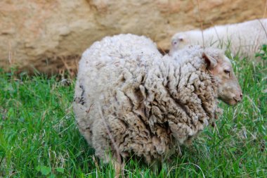 bir otlak Yeni Zelanda koyun