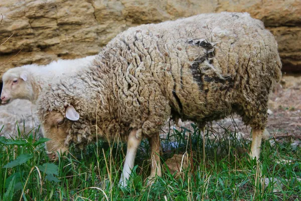 Owce na pastwisku w Nowej Zelandii — Zdjęcie stockowe