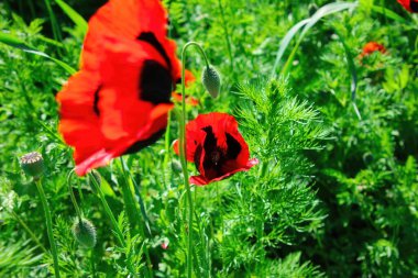 Tarlada güzel renkli çiçekler.