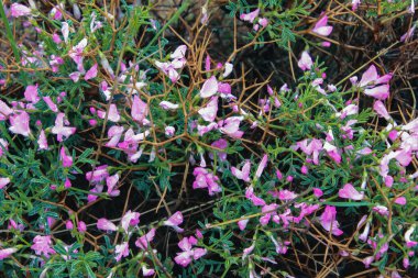 Lavanta çayırı. Doğa bileşimi