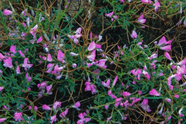 Lavanta çayırı. Doğa bileşimi