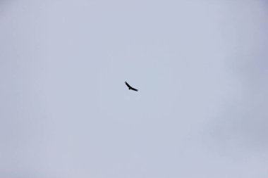 Mavi gökyüzüne karşı uçan yetişkin kel kartal.