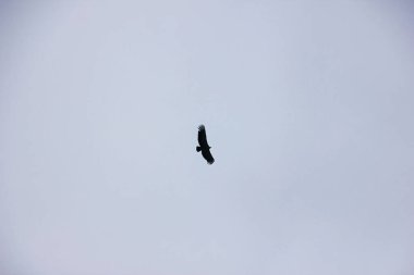 Mavi gökyüzüne karşı uçan yetişkin kel kartal.