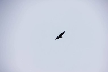 Mavi gökyüzüne karşı uçan yetişkin kel kartal.