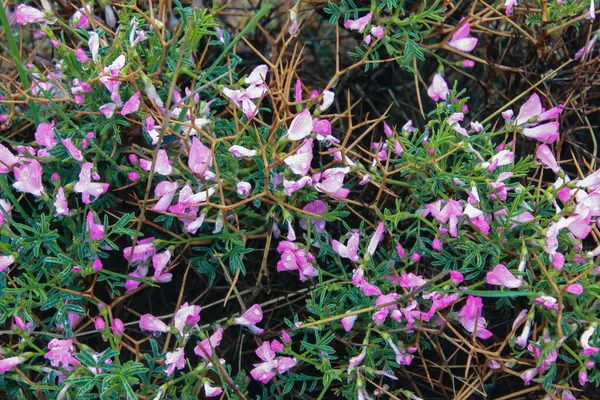 Lavanta çayırı. Doğa bileşimi