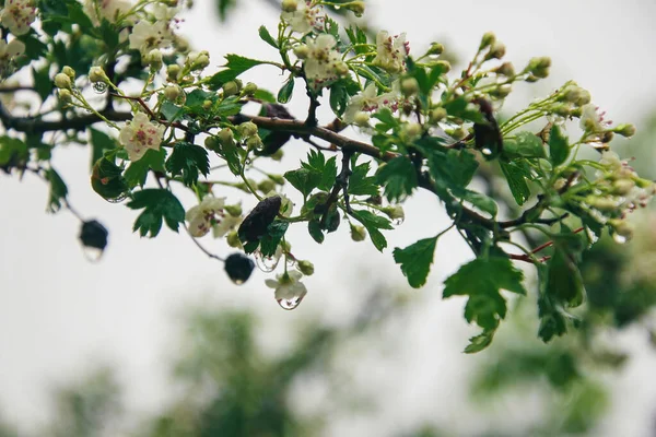 Hermoso Árbol Manzana Cangrejo Primavera Florece Sobre Fondo Azul Apacible — Foto de Stock