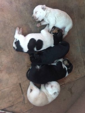adorable puppies sleeping with each other