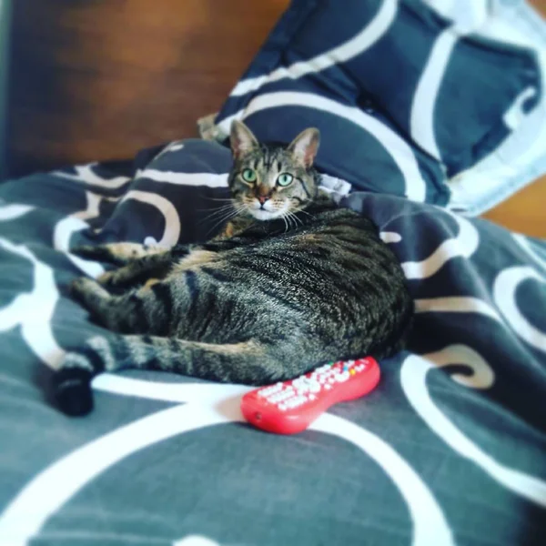 Gato Habitación Con Almohadas Rayas Azules — Foto de Stock