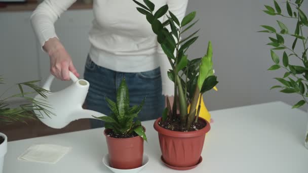 청바지와 셔츠를 여자들은 화분에 식물을 돌보기 플라스틱 물병을 — 비디오