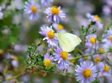 Pieris Rapae, küçük beyaz. Aster amellus 'un nektarıyla besleniyorlar. Seçici Odaklanma.