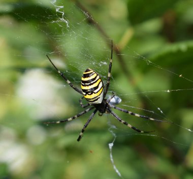 Eşek arısı (Argiope bruennichi) karnı üzerinde sarı ve siyah çizgilerle örümcektir. Küre ağ örümceğinin türü.