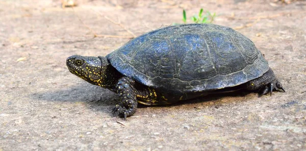 Żółw Europejski Emys Orbicularis Zwany Również Powszechnie Europejskim Terrapiną Stawową — Zdjęcie stockowe