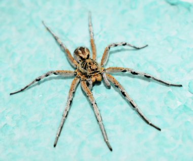 Duvarda bir kurt örümceği var. Kurt örümcekler Lycosidae familyasının üyeleridir, yalnız avlanırlar ve ağ örmezler..