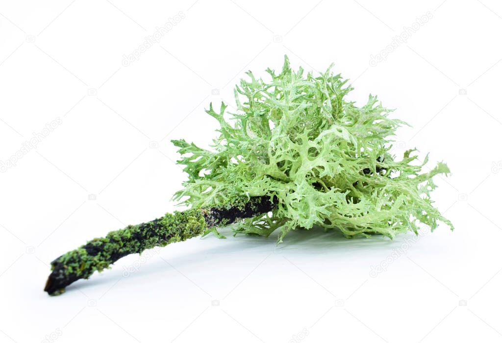 Lichen on a dry twig on a white background. Evernia prunastri, also known as oakmoss. It is used extensively in modern perfumery.