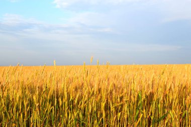 Mavi gökyüzünün altındaki buğday tarlası. Hasat et.