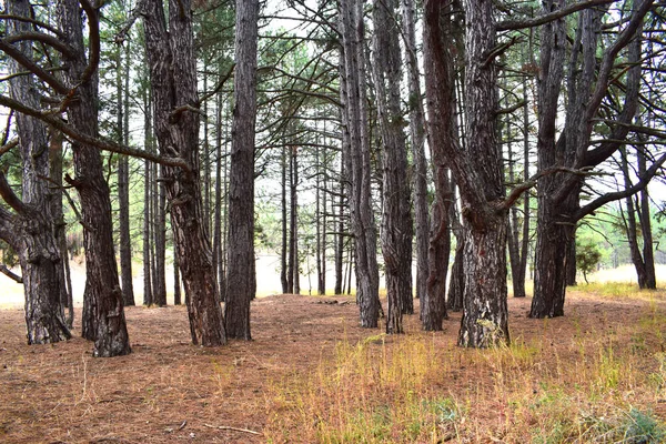Forêt Pins Automne Par Temps Nuageux Troncs Arbres — Photo