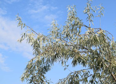Elaeagnus angustifolia, yaygın olarak Rus zeytini, gümüş dut, oleaster veya mavi gökyüzüne karşı vahşi zeytin olarak bilinir..