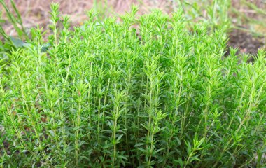 Vahşi doğada yaygın bir kekik bitkisinin filizleri. Bahçe kekiği.