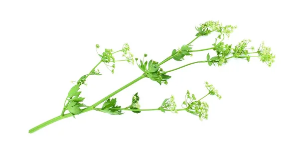 Blommande Stjälkselleri Apium Graveolens Isolerad Vit Bakgrund — Stockfoto