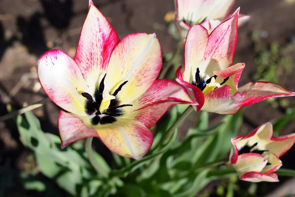 Des Tulipes Colorées Fleurs Dans Jardin Printemps Jardin Printemps Fleurs — Photo