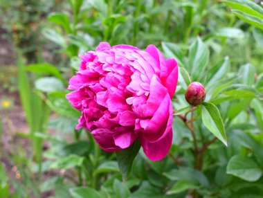 Bahçede güzel pembe çiçekli şakayık. Parlak bahçe çiçeği.