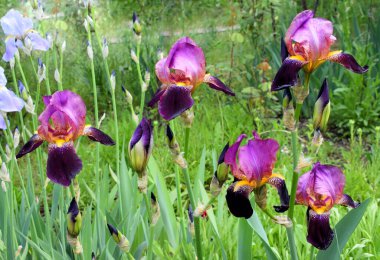 Bahçede çiçek açan irisler. Sakallı iris Cultivar, klasik cultivar Alcazar 'a benzer..