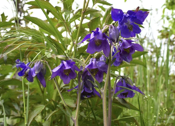 Aquilegia (common names: granny\'s bonnet, columbine). Blue flowers of european columbine on a natural background.