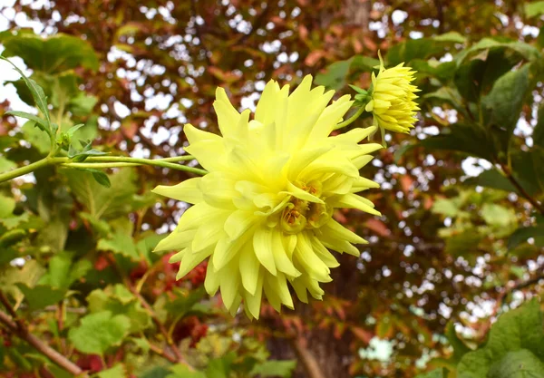 Yellow Dahlia Flower Autumn Garden Garden Flowers — Stock Photo, Image