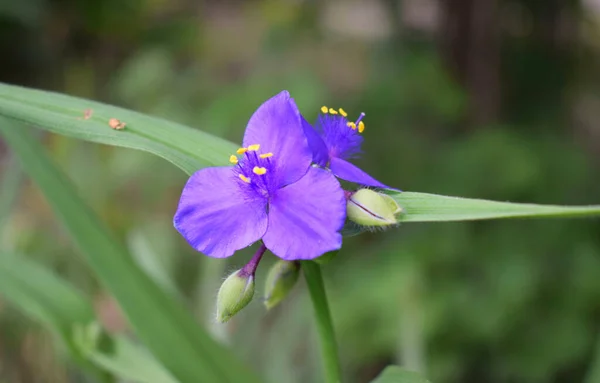 Fioletowe Kwiaty Pająk Rozkwicie Tradescantia Ohiensis — Zdjęcie stockowe