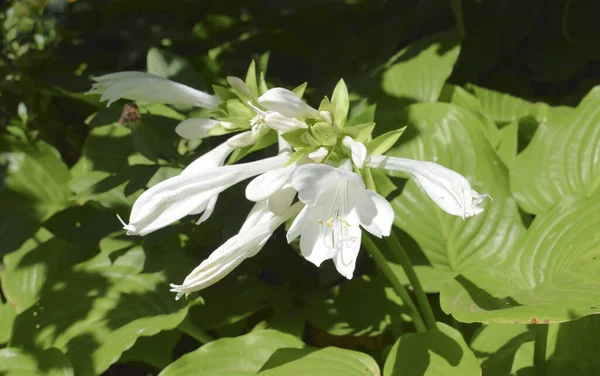Bahçede Beyaz Çiçekler Hosta Plantaginea Mis Kokulu Zambak Ağustos Zambağı — Stok fotoğraf