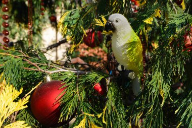 Parlak yeşil bir Noel ağacının dalında oturan sevimli, küçük bir papağan.. 