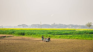 Kış mevsimlerinde traktörle tarla ekiyorlar. Bu resmi 17 Ocak 2022 'de Güney Asya, Bangladeş' ten çektim.