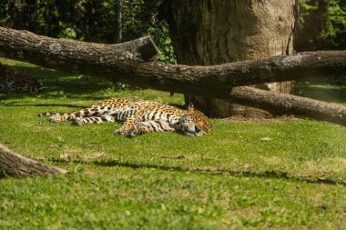 Tepede güneşin tadını çıkaran iki vahşi devekuşu.