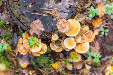 Mantarlar, iğneler ve yapraklar bir kütüğün üzerinde, sonbahar yağmurlu ormanlarda, üst manzara.