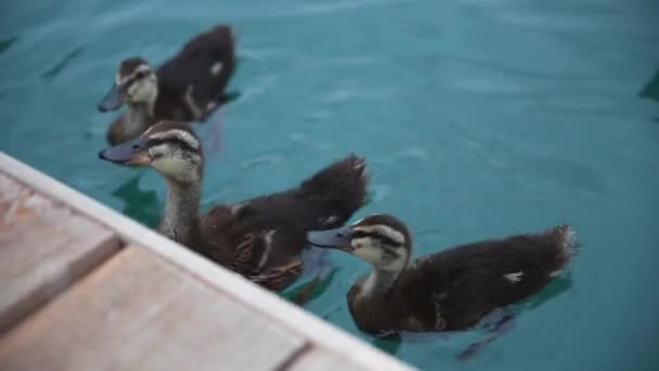 一只鸭子带着小鸭去觅食，在碧绿的水里游泳。喂食. — 图库视频影像