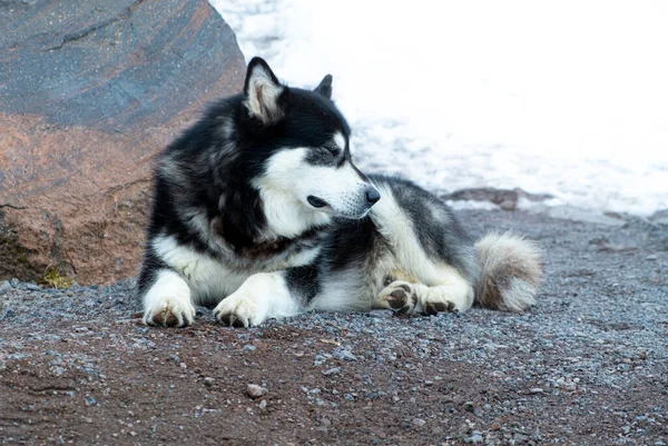 Perro Husky siberiano durmiendo en el suelo. El pelo grueso del perro salva del frío. — Foto de Stock