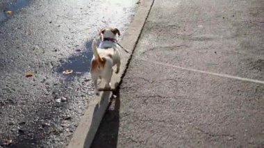 Jack Russell Terrier adında bir köpek kaldırım boyunca tasmayla yürüyor. Evcil hayvanların bakımı