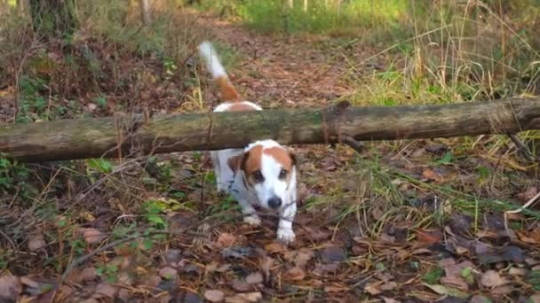 En hund kryper under en fallen stock, viftar med svansen, tittar på kameran. — Stockvideo