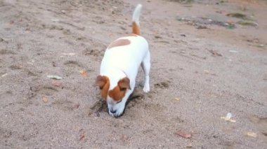 Jack Russell Terrier köpeği pençeleriyle kumda bir çukur kazıyor, kuyruğunu sallıyor.